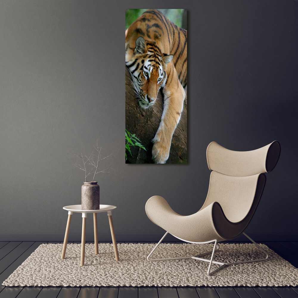 Foto obraz szkło akryl pionowy Tygrys na drzewie