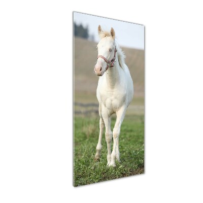 Foto obraz szkło akryl pionowy Koń albinos