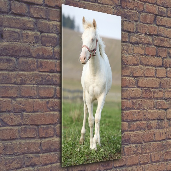 Foto obraz szkło akryl pionowy Koń albinos