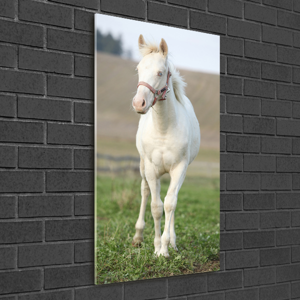 Foto obraz szkło akryl pionowy Koń albinos