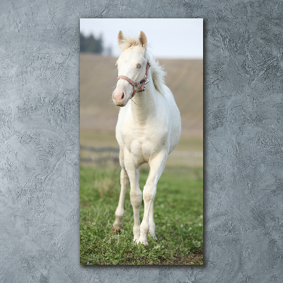 Foto obraz szkło akryl pionowy Koń albinos
