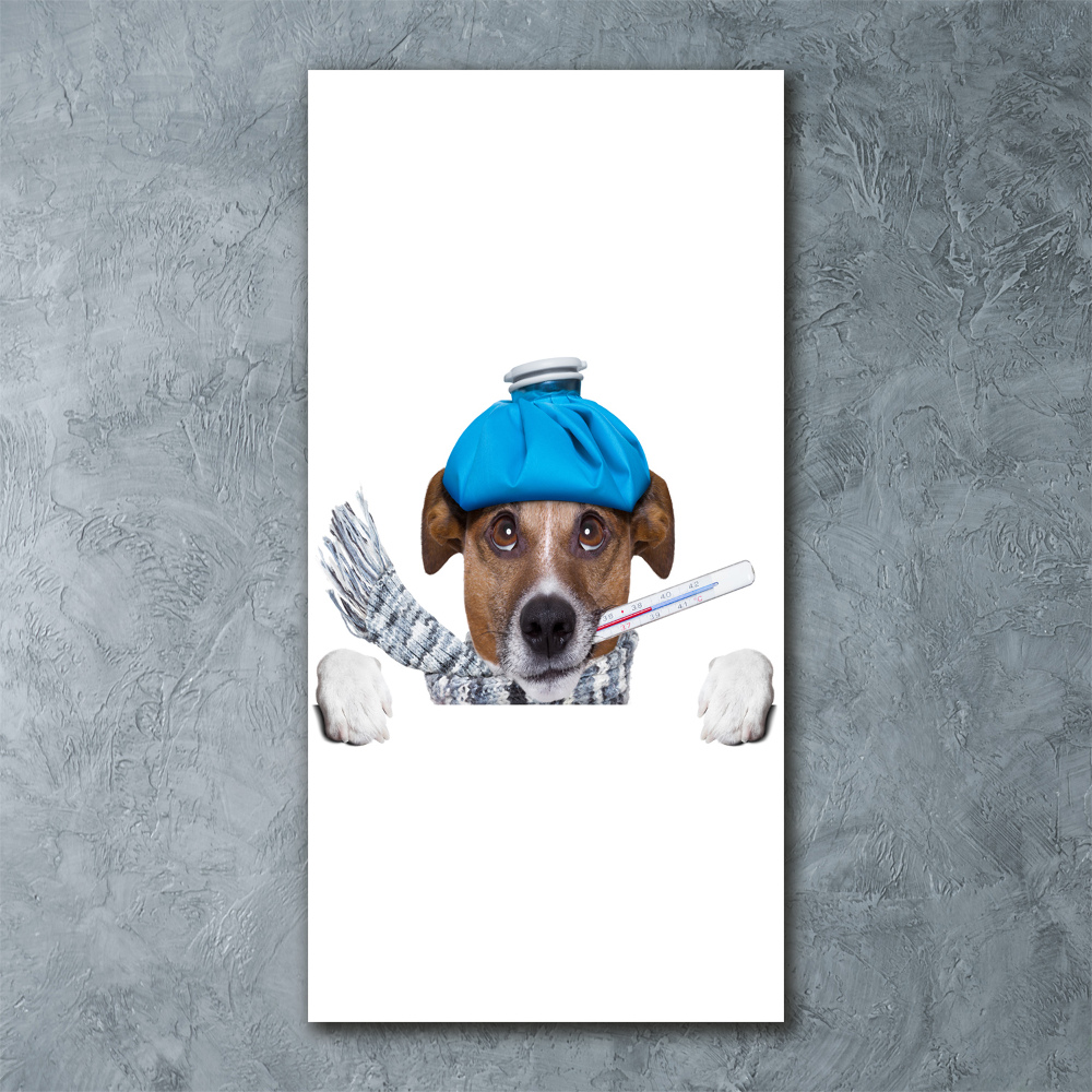 Obraz zdjęcie szkło akryl pionowy Chory pies