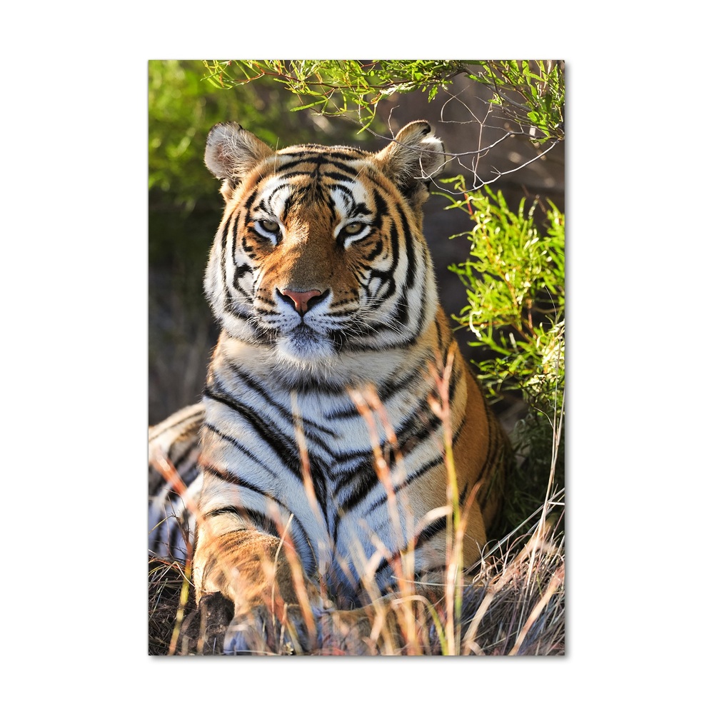 Foto obraz akryl pionowy Tygrys