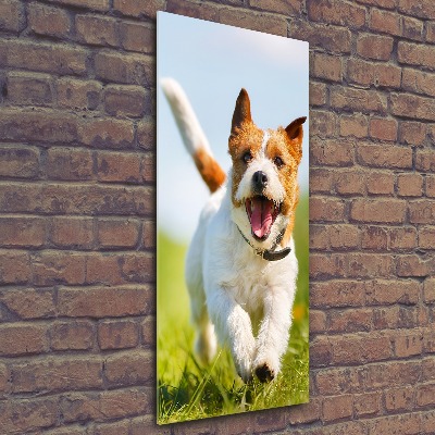 Foto obraz szkło akryl pionowy Pies Jack Russell