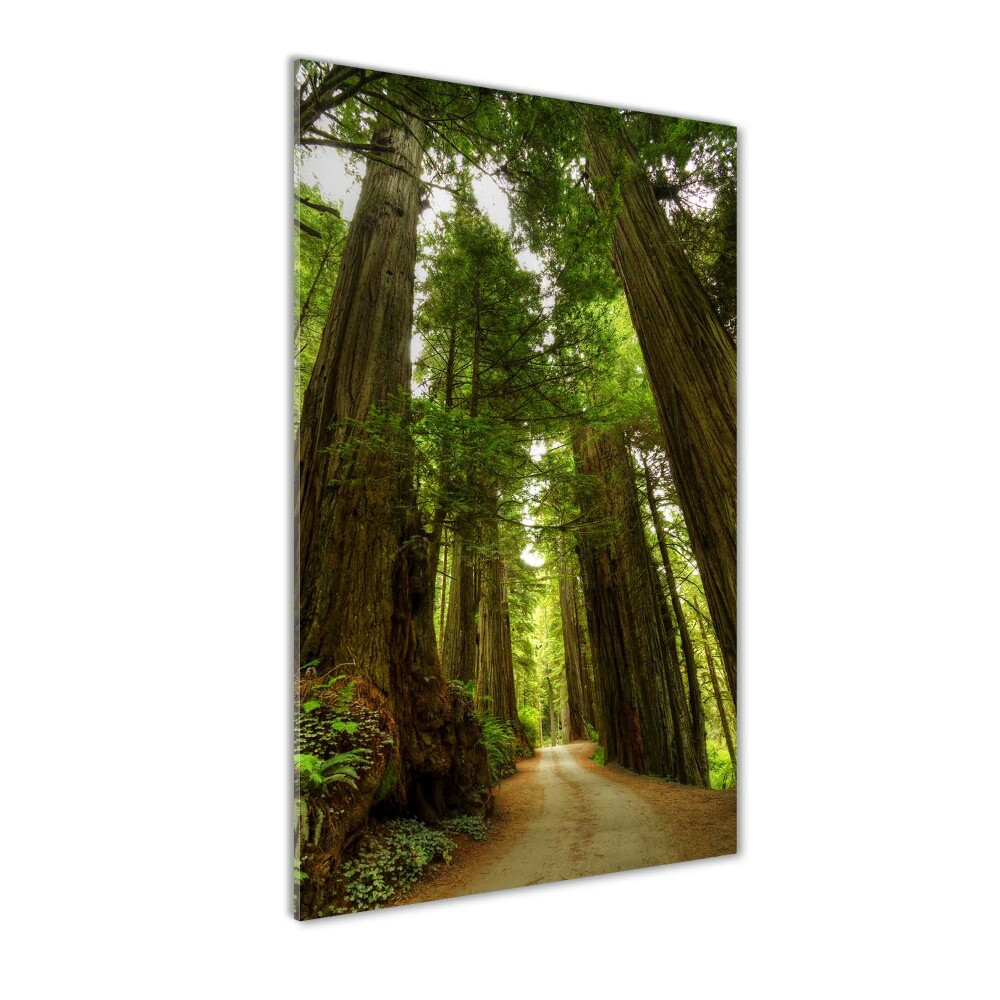 Foto obraz na ścianę akryl pionowy Ścieżka w lesie