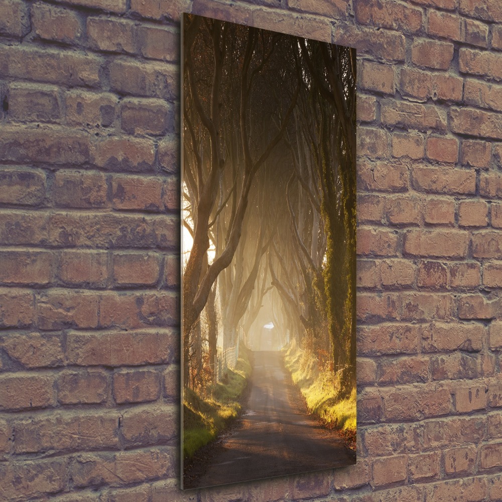 Foto obraz szkło akryl pionowy Ścieżka w lesie