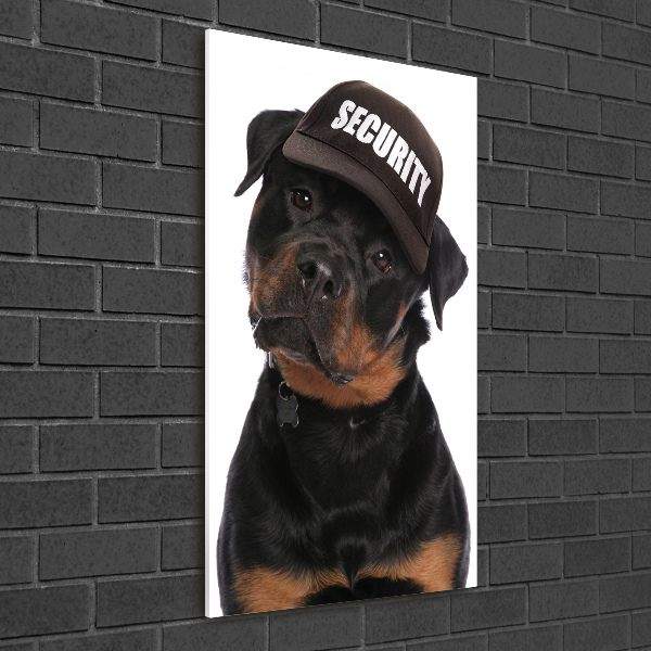 Foto obraz na ścianę akryl pionowy Rottweiler w czapce