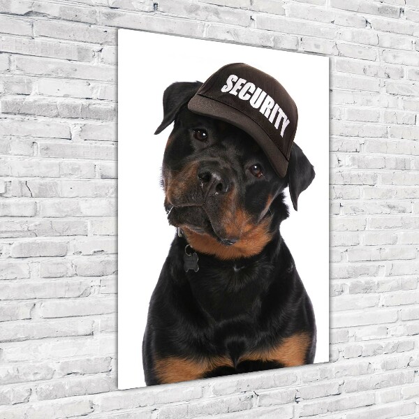 Foto obraz na ścianę akryl pionowy Rottweiler w czapce