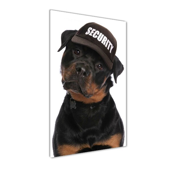 Foto obraz na ścianę akryl pionowy Rottweiler w czapce