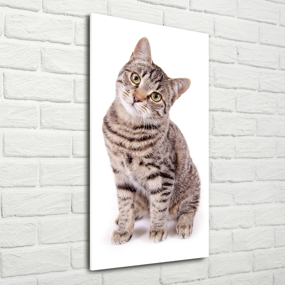 Foto obraz szkło akryl pionowy Kot