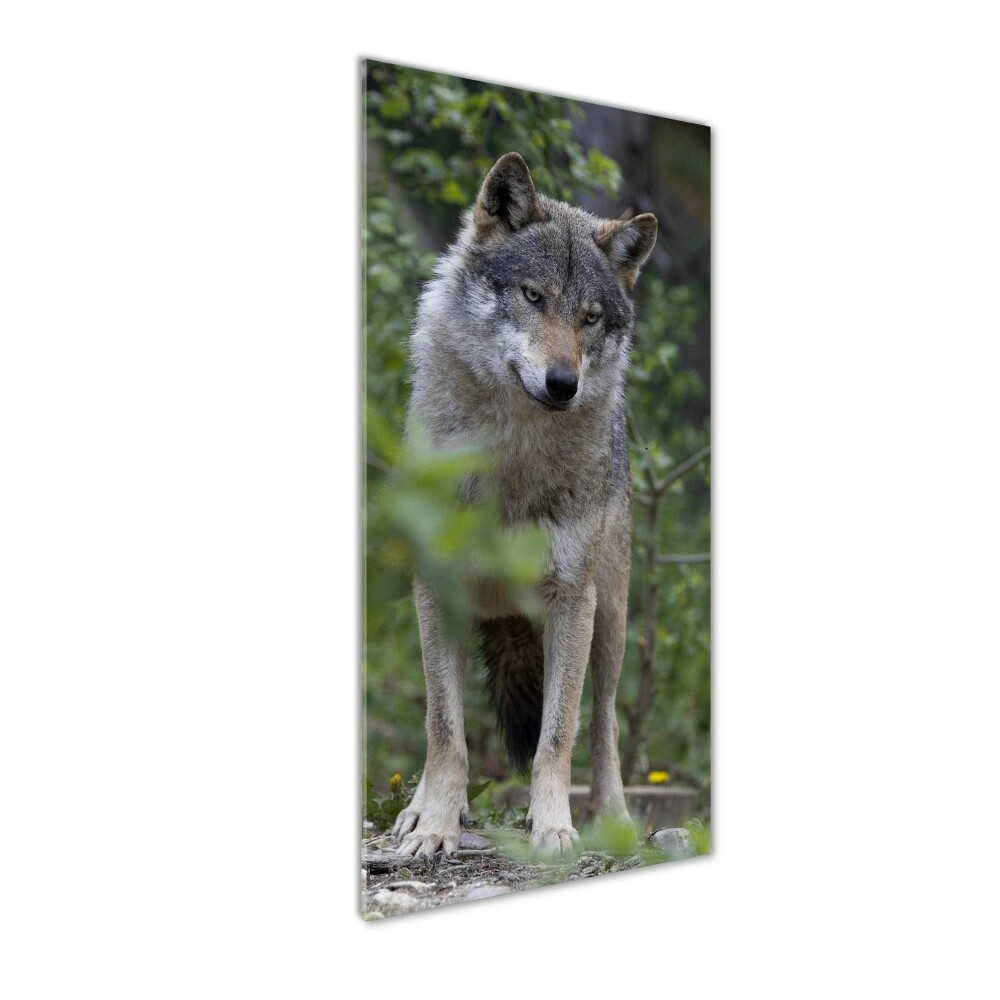 Foto obraz szkło akryl pionowy Wilk w lesie