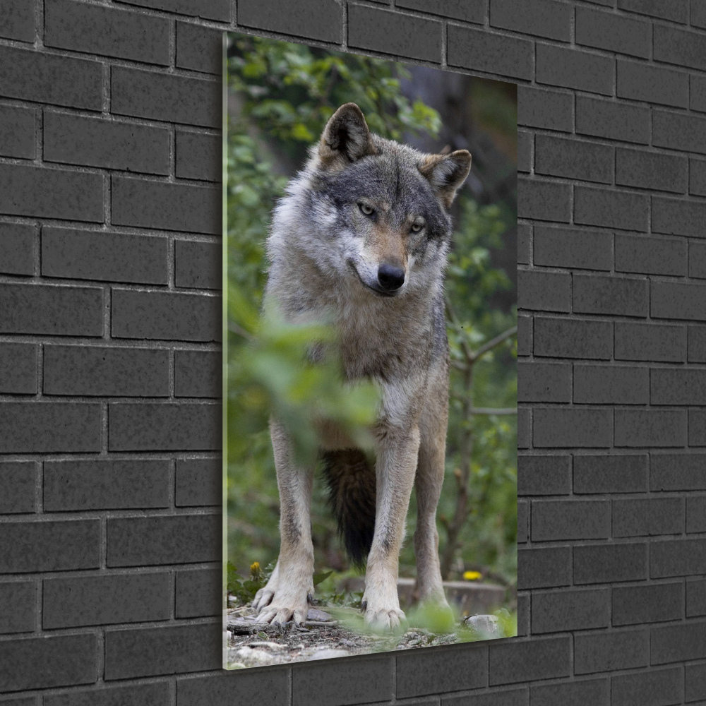Foto obraz szkło akryl pionowy Wilk w lesie