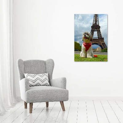Foto obraz na scianę akrylowy pionowy Pies w Paryżu