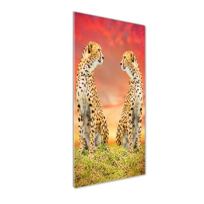 Foto obraz akryl pionowy Dwa gepardy