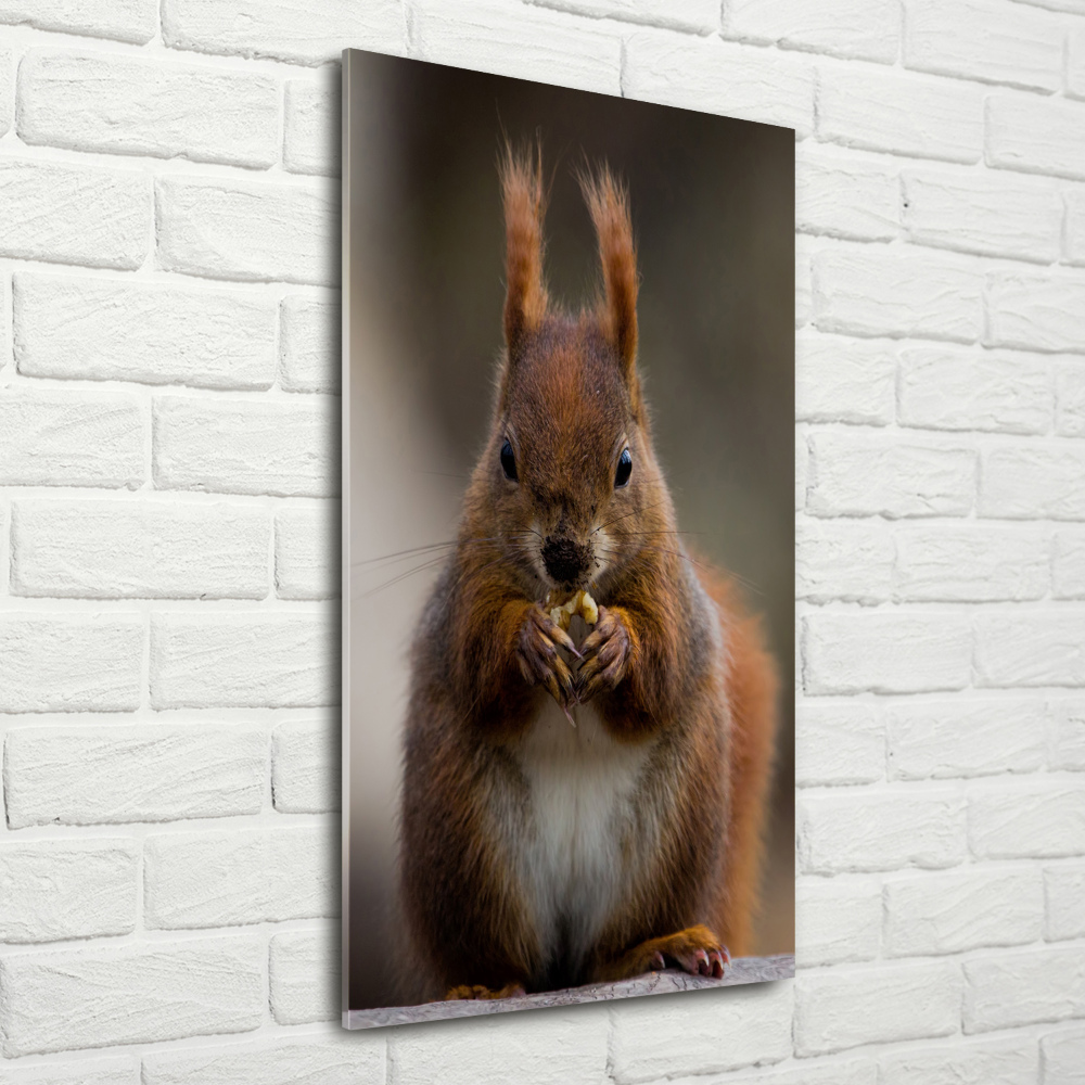 Foto obraz szkło akryl pionowy Wiewiórka