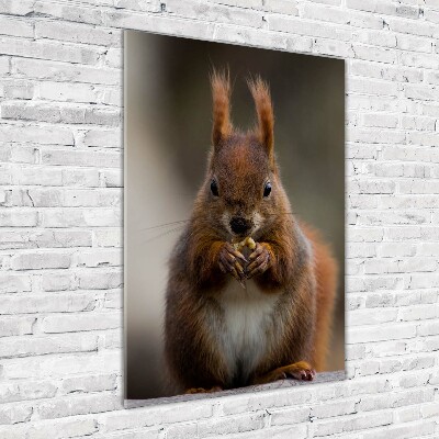 Foto obraz szkło akryl pionowy Wiewiórka