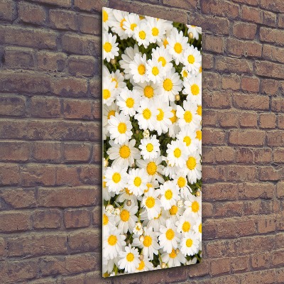 Obraz zdjęcie na ścianę akryl pionowy Kwiaty stokrotki