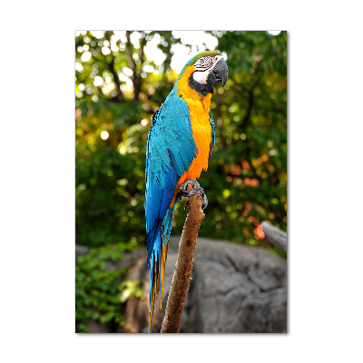 Foto obraz duży na scianę akrylowy pionowy Papuga Ara