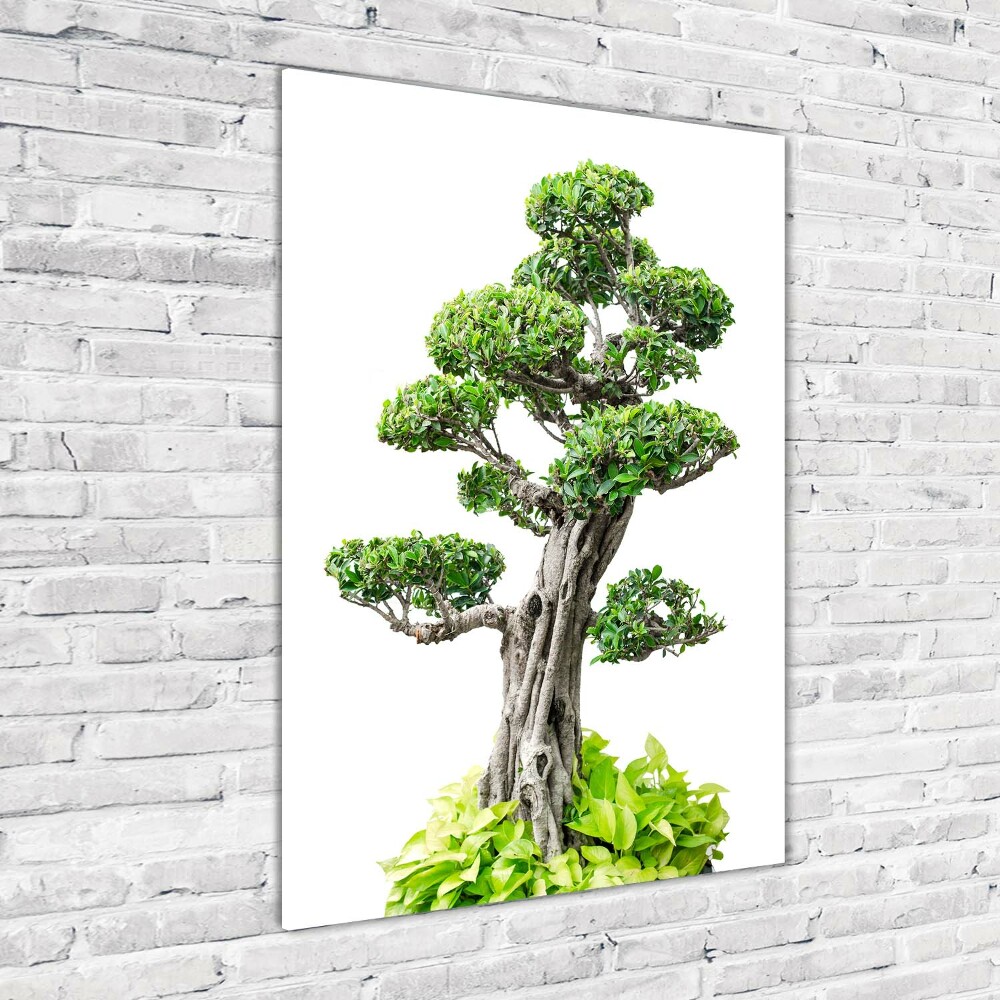 Obraz zdjęcie szkło akryl pionowy Drzewo bonsai
