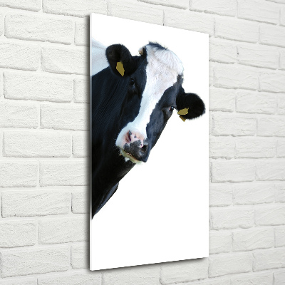 Obraz zdjęcie na scianę akrylowy pionowy Łaciata krowa