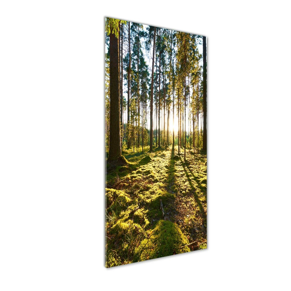 Foto obraz szkło akryl pionowy Las sosnowy