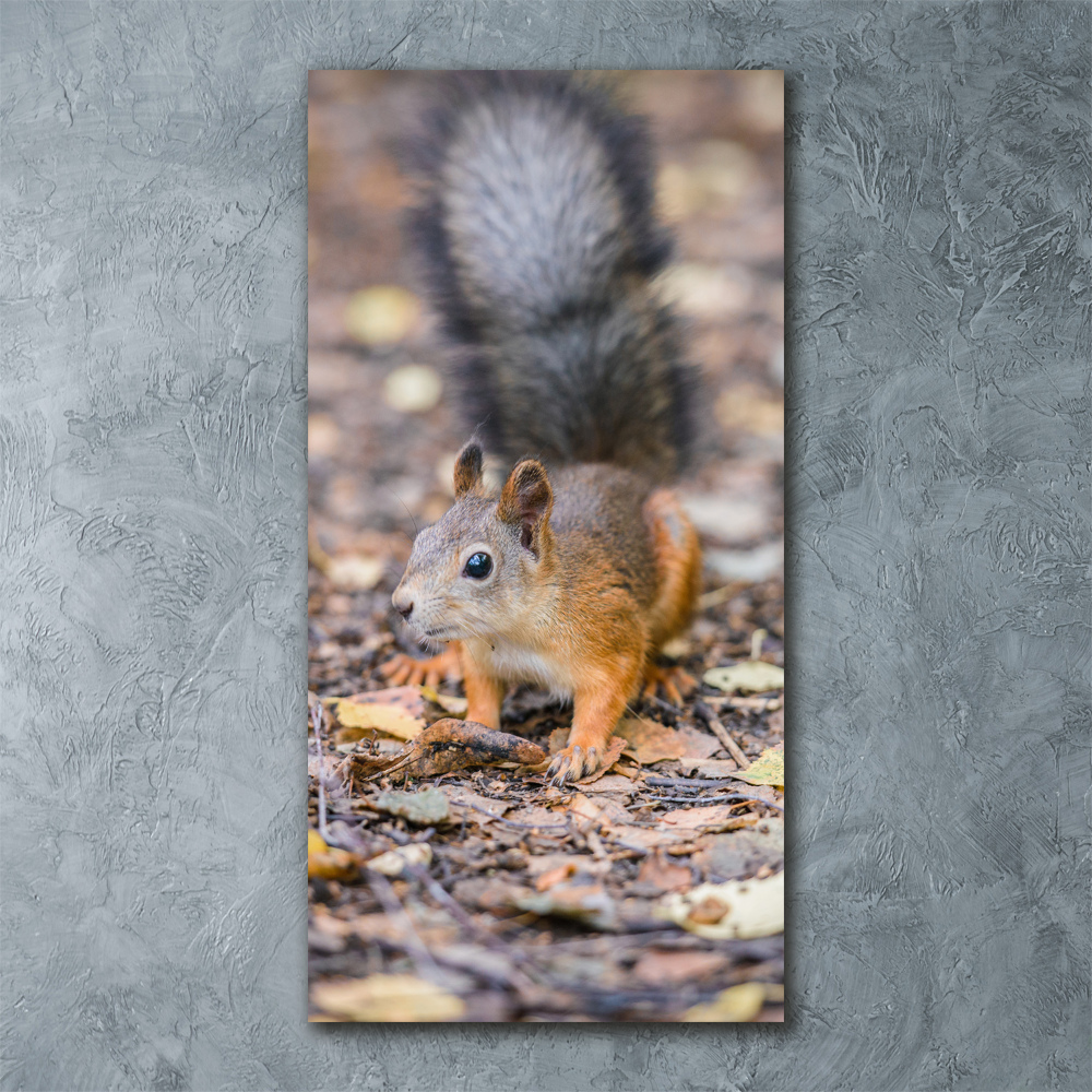 Obraz zdjęcie szkło akryl pionowy Wiewiórka w lesie