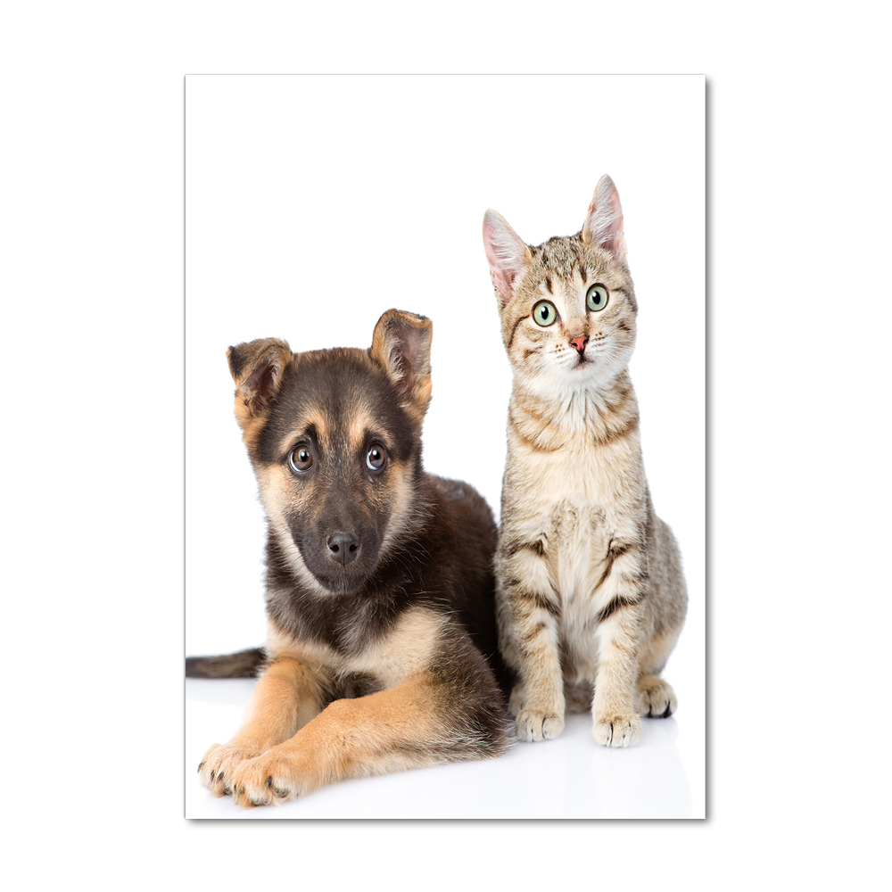 Obraz zdjęcie szkło akryl pionowy Pies i kot