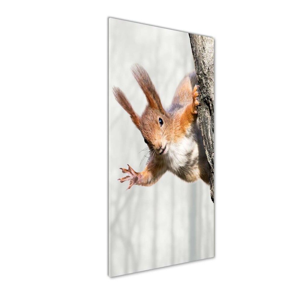 Obraz zdjęcie na scianę akrylowy pionowy Wiewiórka na drzewie