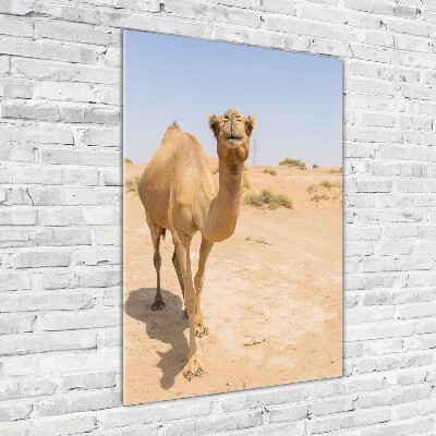 Obraz zdjęcie szkło akryl pionowy Wielbłąd na pustyni