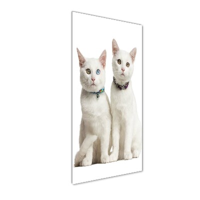 Obraz zdjęcie akryl pionowy Dwa białe koty
