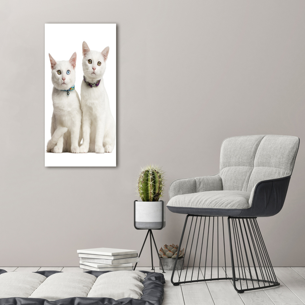 Obraz zdjęcie akryl pionowy Dwa białe koty