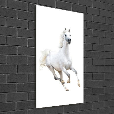 Obraz zdjęcie na ścianę akryl pionowy Biały koń w galopie