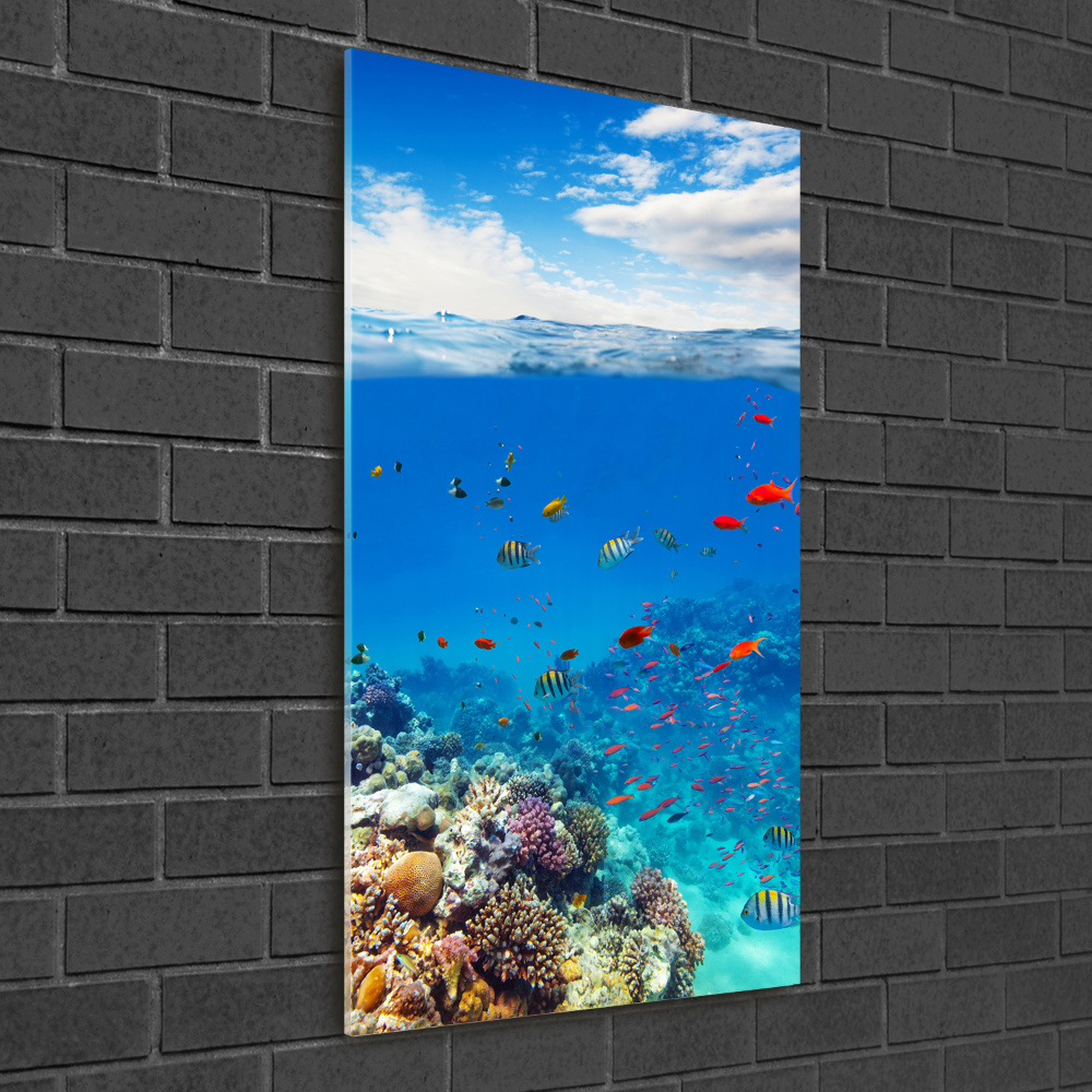 Foto obraz szkło akryl pionowy Rafa koralowa