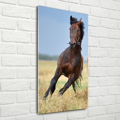Obraz zdjęcie na scianę akrylowy pionowy Koń na polu