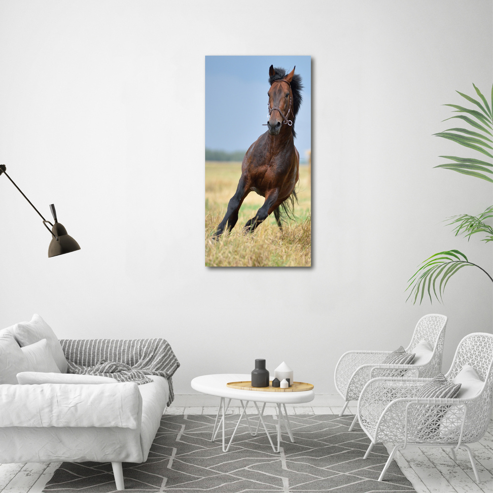 Obraz zdjęcie na scianę akrylowy pionowy Koń na polu