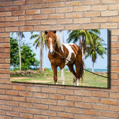 Foto obraz canvas Łaciaty koń