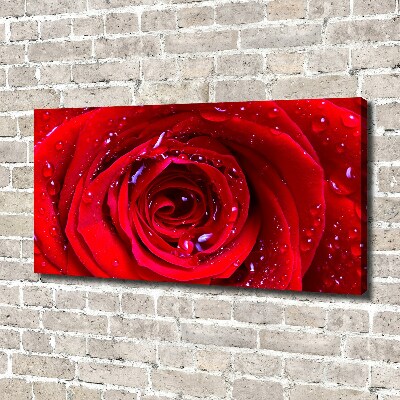 Foto obraz canvas Kwiat róży