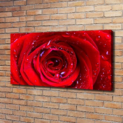 Foto obraz canvas Kwiat róży