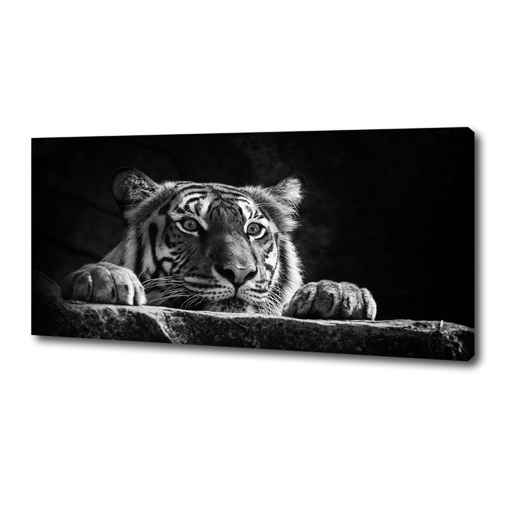 Duży foto obraz na ścianę canvas Tygrys