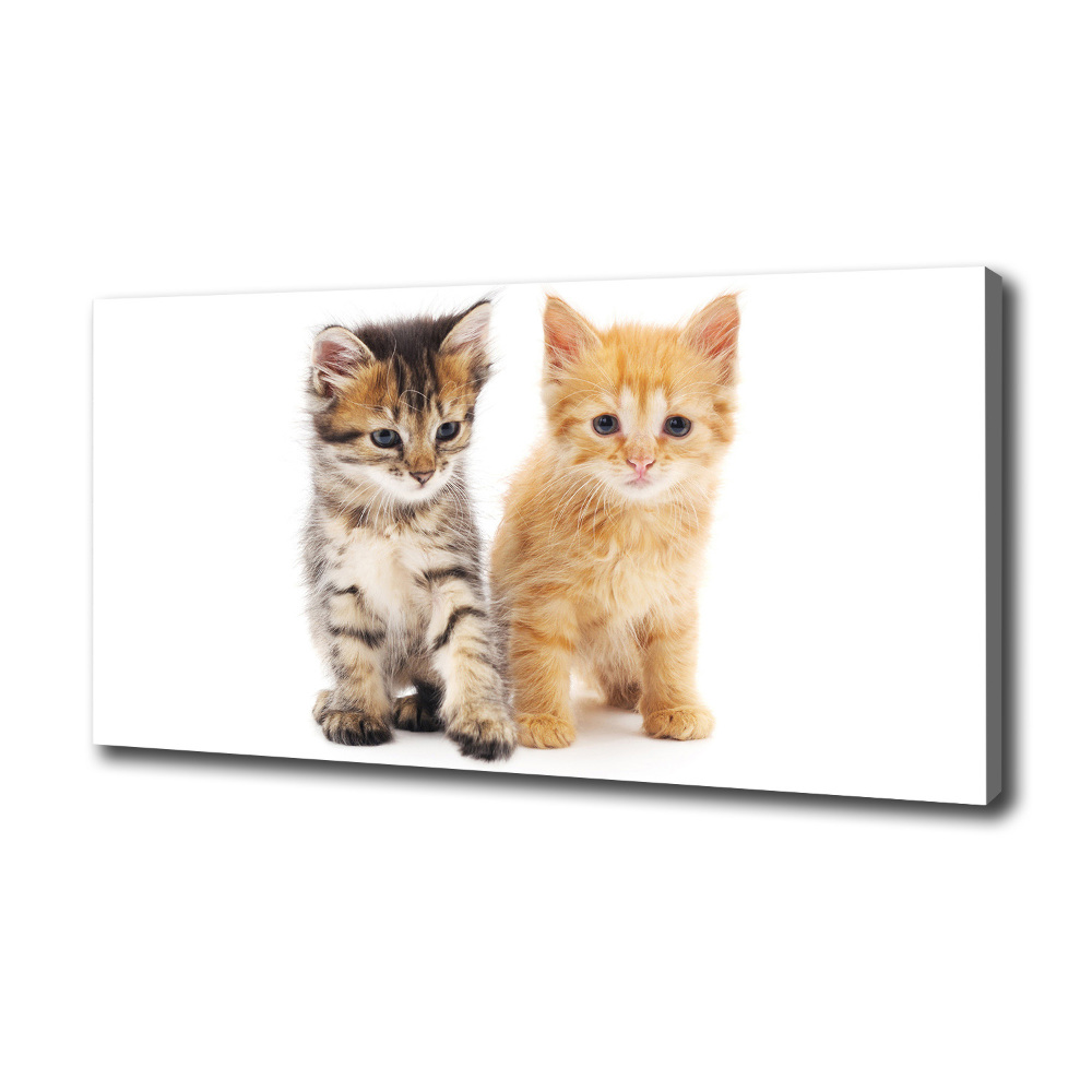 Foto obraz na płótnie Brązowy i rudy kot