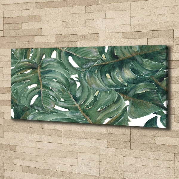 Foto obraz canvas Monstera