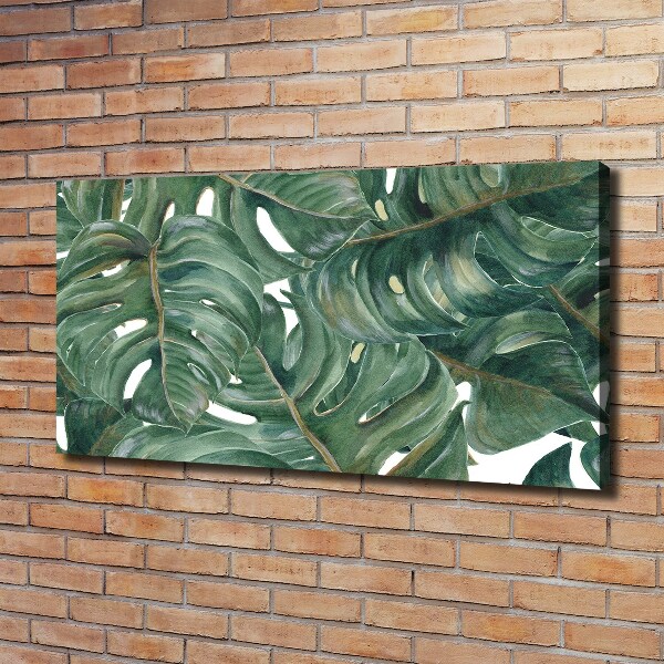 Foto obraz canvas Monstera