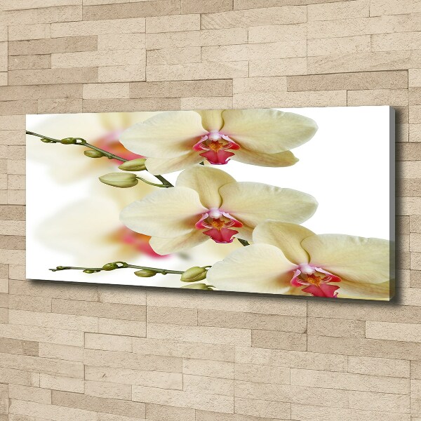 Foto obraz canvas Orchidea