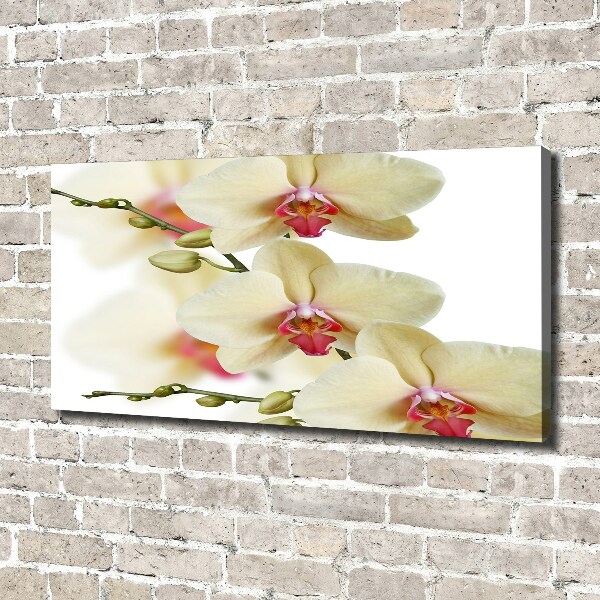 Foto obraz canvas Orchidea