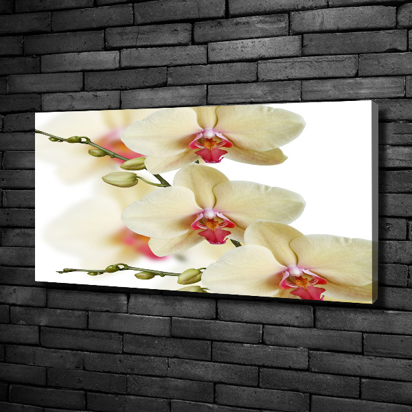 Foto obraz canvas Orchidea