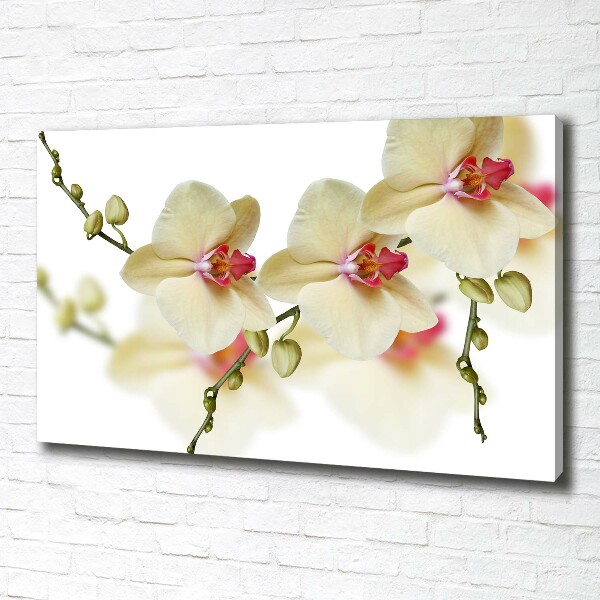 Foto obraz canvas Orchidea