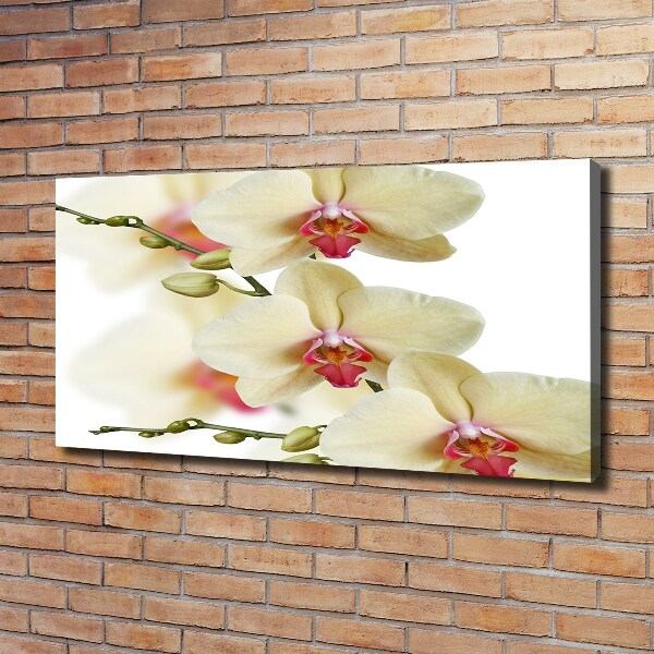 Foto obraz canvas Orchidea