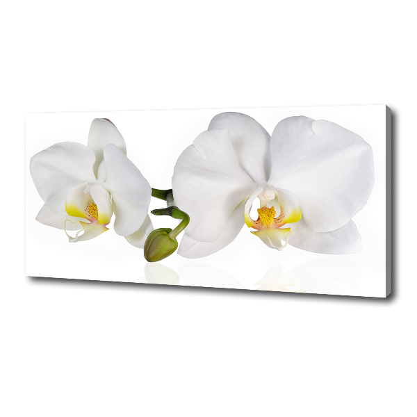 Foto obraz canvas Orchidea