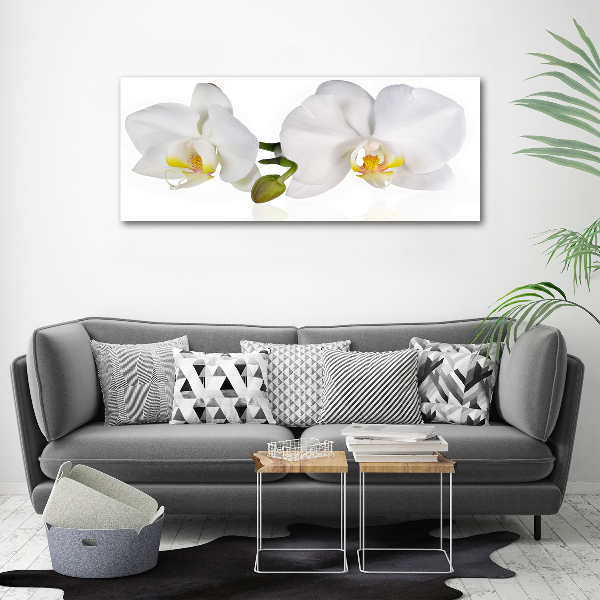 Foto obraz canvas Orchidea