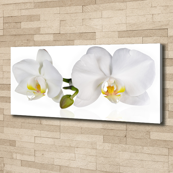 Foto obraz canvas Orchidea